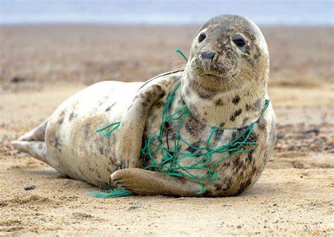 Injured Seal Kyler